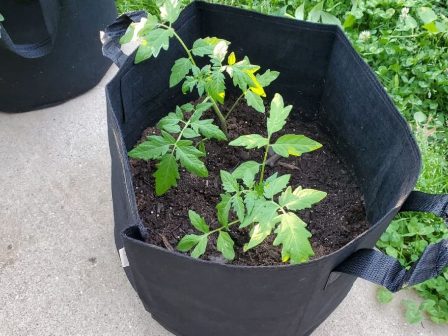 A tomato plant in a black grow bag