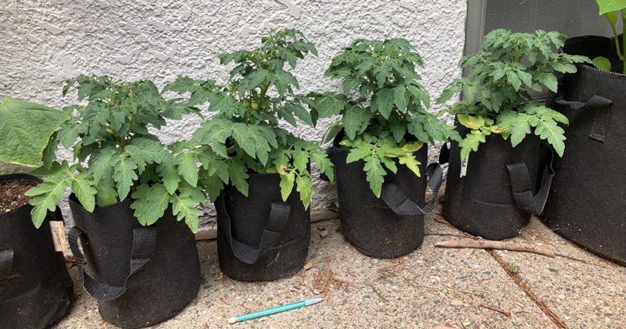 Several tomato plants in black grow bags
