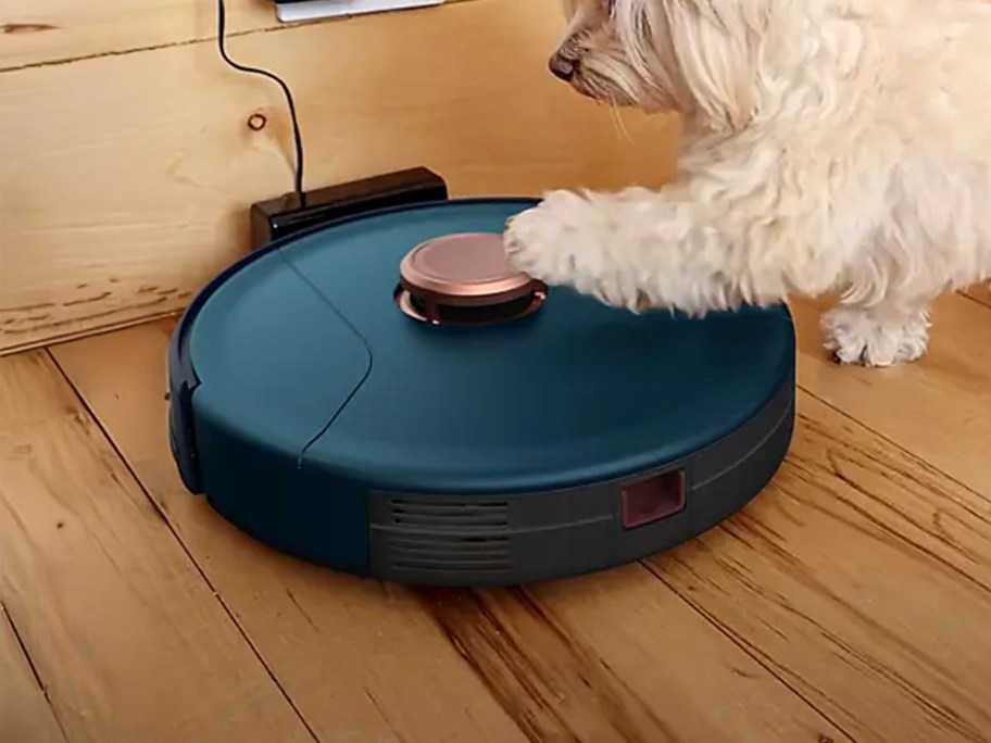 Vacuum Cleaner and Mop on wooden floor with a dog