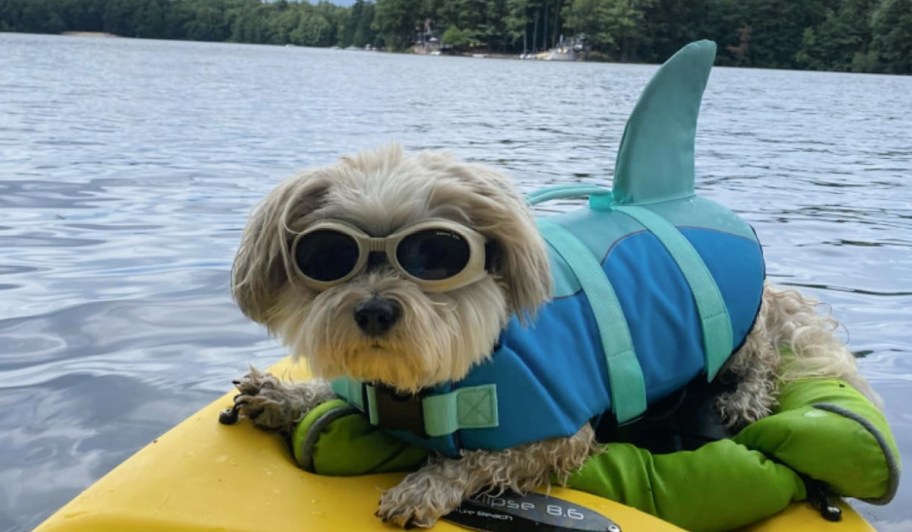 dog wearing a blue life vest and sunglasses
