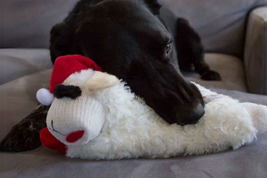 a black lab puppy with a lambchop dog toy in a santa hat