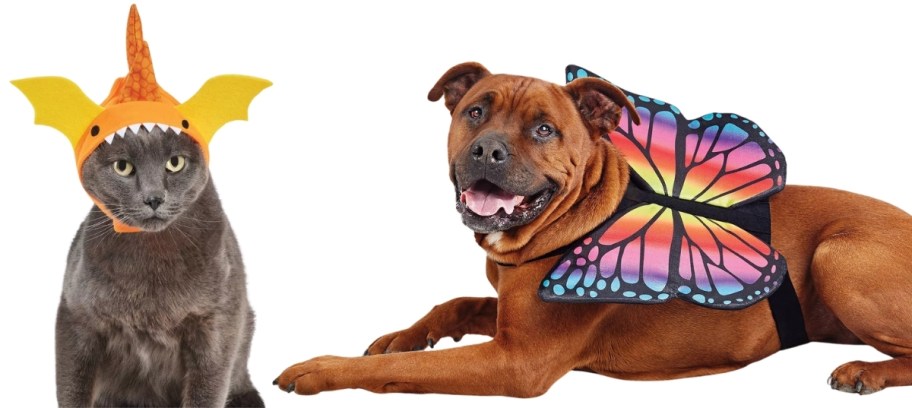 a cat and dog wearing halloween costumes
