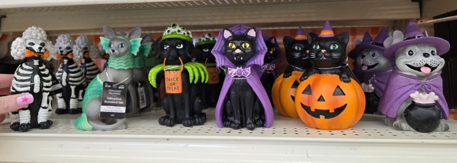 Ashland Dog in Skeleton Costume, Cat in Mermaid Costume, Trick-Or-Treat Dog in Spider Costume, Cat in Vampire Costume, Black Cat in Jack-O'-Lantern, Dog in Witch Costume