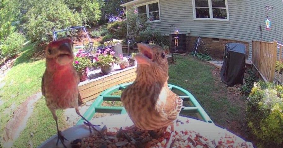Birds seen on the Smart Bird Feeder in a backyard