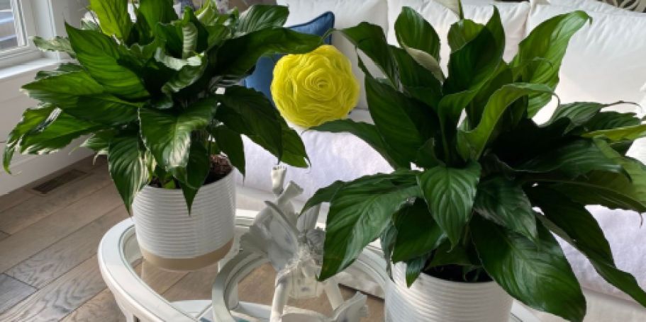 Today Only! Lowe’s Live Plants Sale – Peace Lily 2-Pack Only $19.90