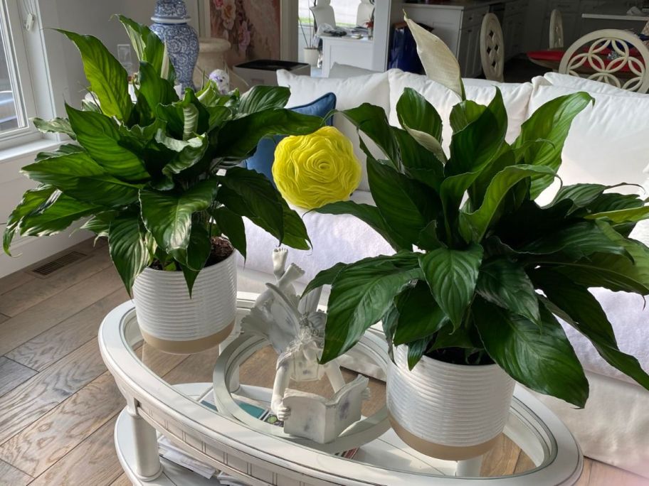 Two Costa Farms White Spathiphyllums on a table 