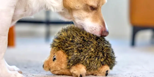 Outward Hound Hedgehog Dog Toy Only $2.80 on Amazon + More Deals