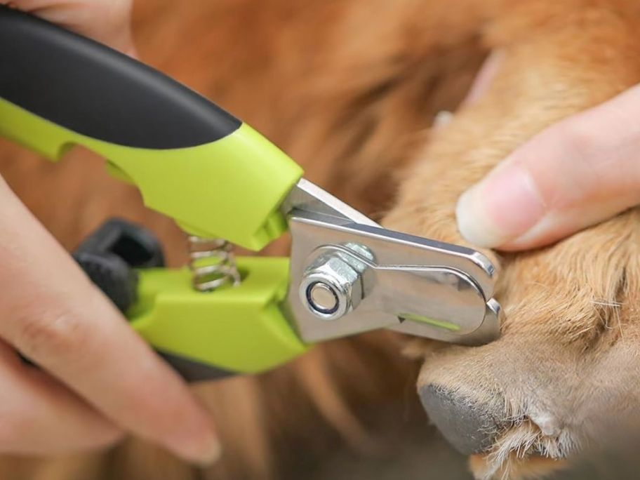 A person using a green nail clipper on their dog's paw