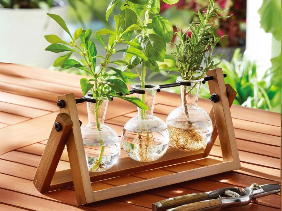 Better Homes & Gardens Glass & Wood Propagation Set with stems on it on table