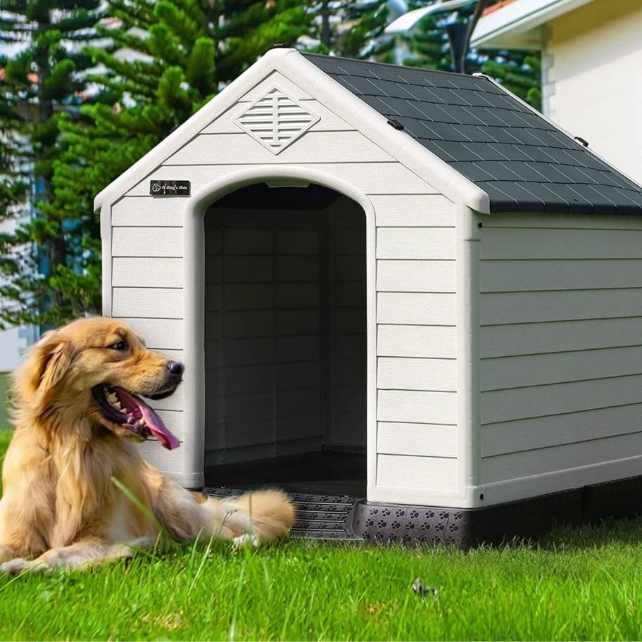 a golden laying in the grass next to a white dog house