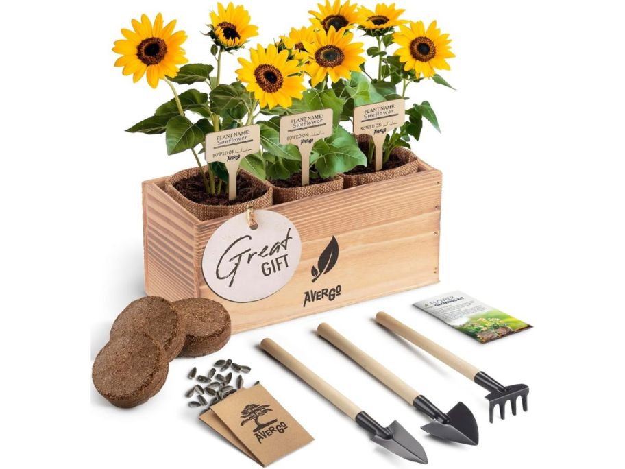 Sunflower Seed Growing Kit with accessories
