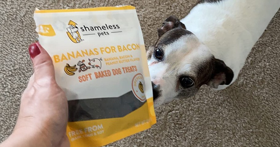 dog looking at bag of treats