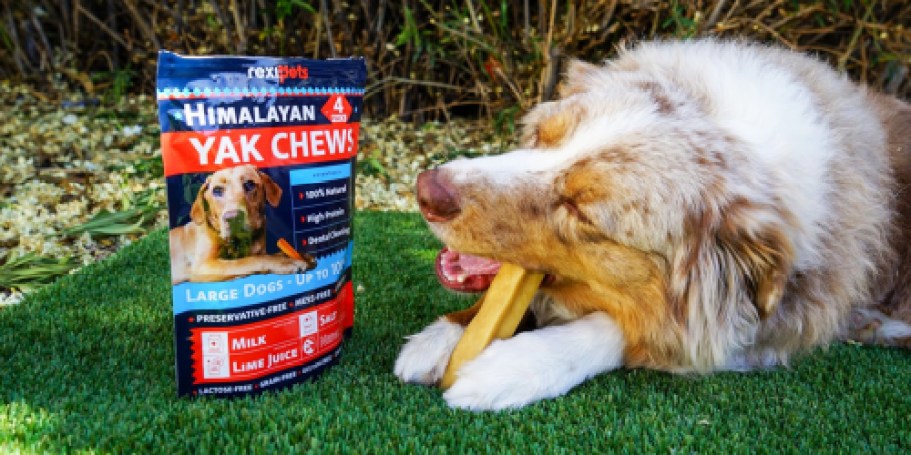 Himalayan Yak Chews 4-Pack Just $15 Shipped on Amazon (Rawhide Alternative)