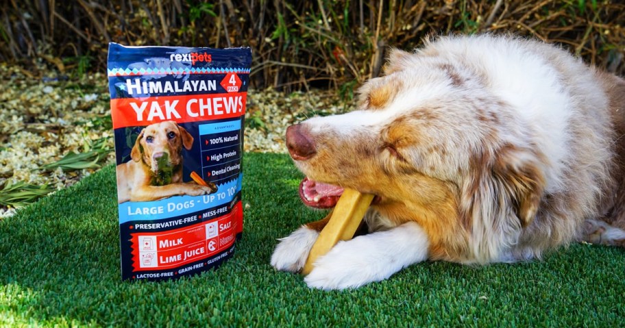 dog gnawing on a chew next to a bag of RexiPets Himalayan Yak Chews