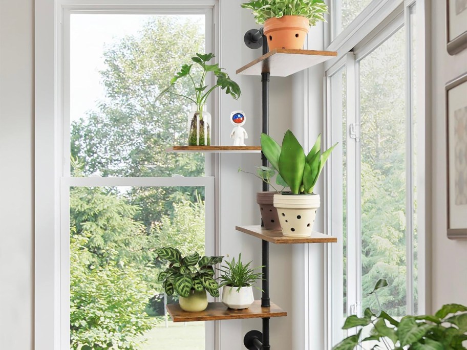 industrial plant stand in corner near window 
