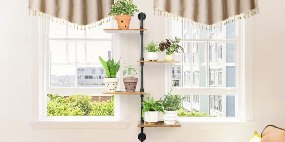 industrial plant stand hanging in between windows 