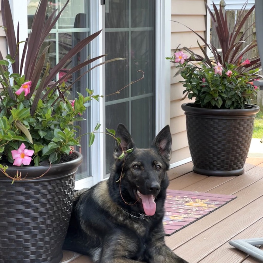 planters with dog 